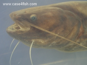 Foto Galerie/Siluriformes/Silurus glanis/Silurus glanis_04_S.jpg